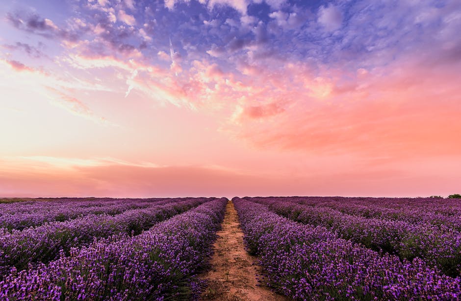 pexels-photo-1166209-1166209 Breathtaking view of a lavender field at sunset with a vibrant pastel sky, embodying tranquility and nature's beauty.